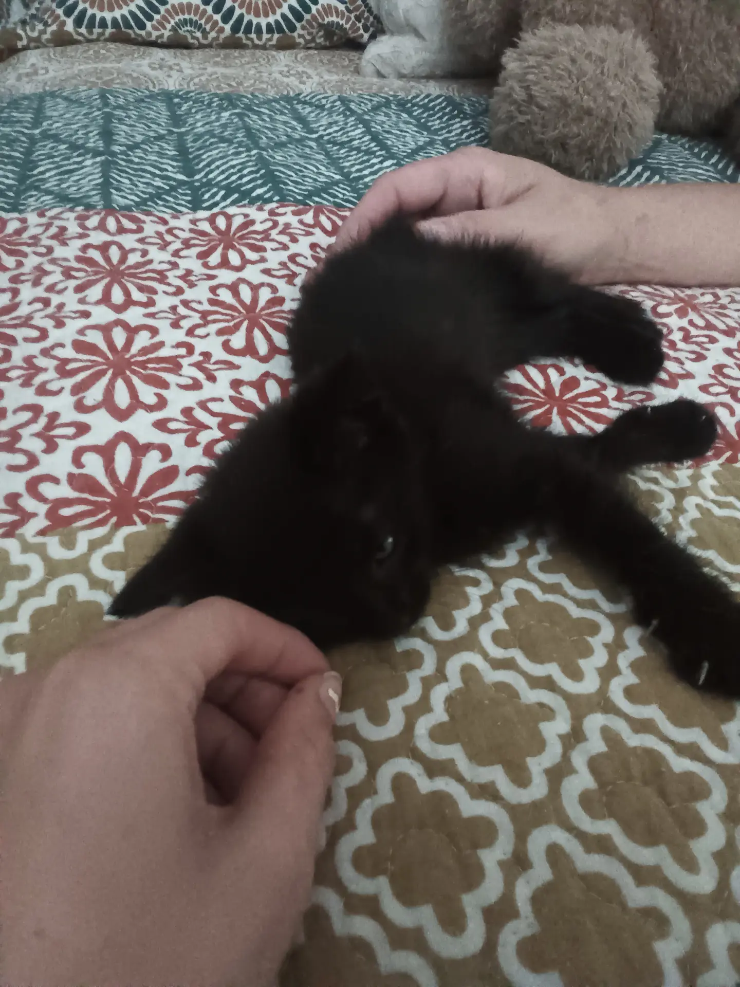 I decided I'm naming the cat I adopted after Sailor moon.. So hi to sailor moon guys!!✨💕