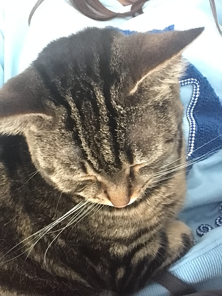 Chat media