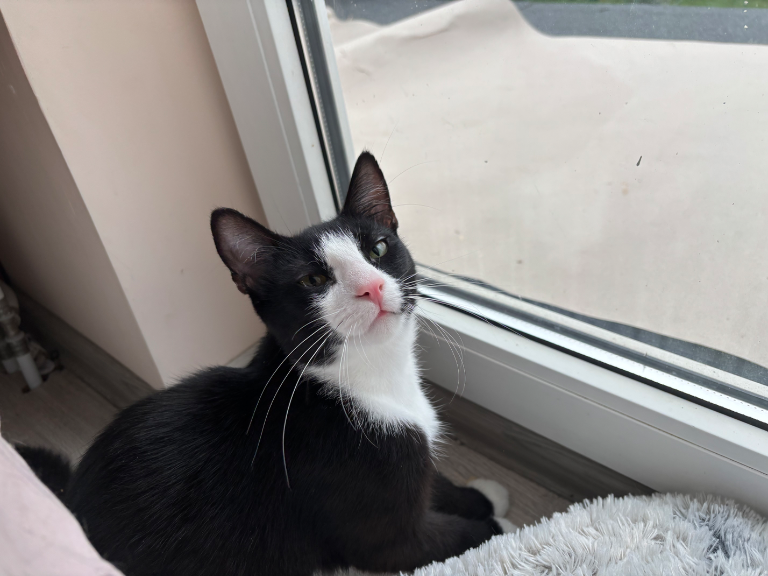 Chat media