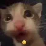 Chat media