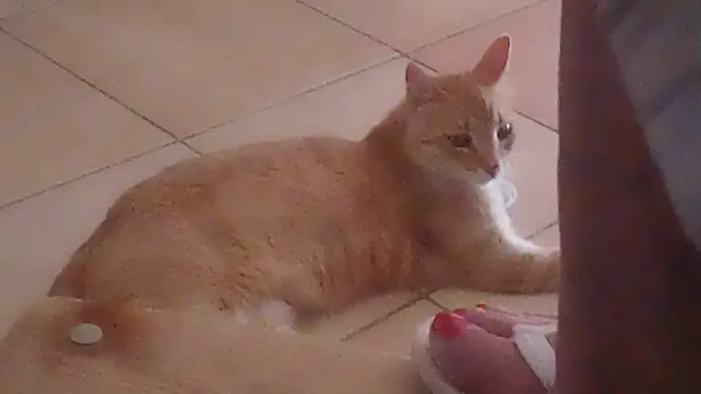 Chat media