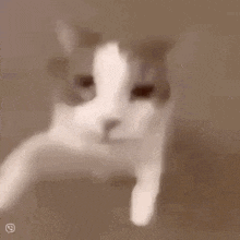 Chat media