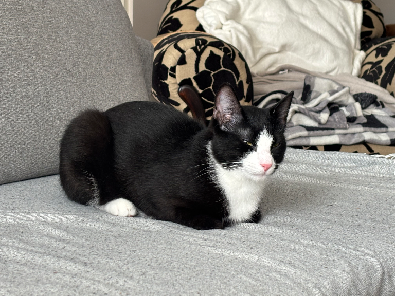 Chat media