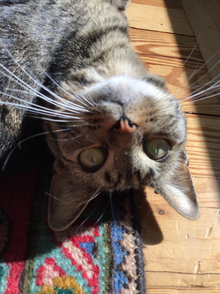 Chat media