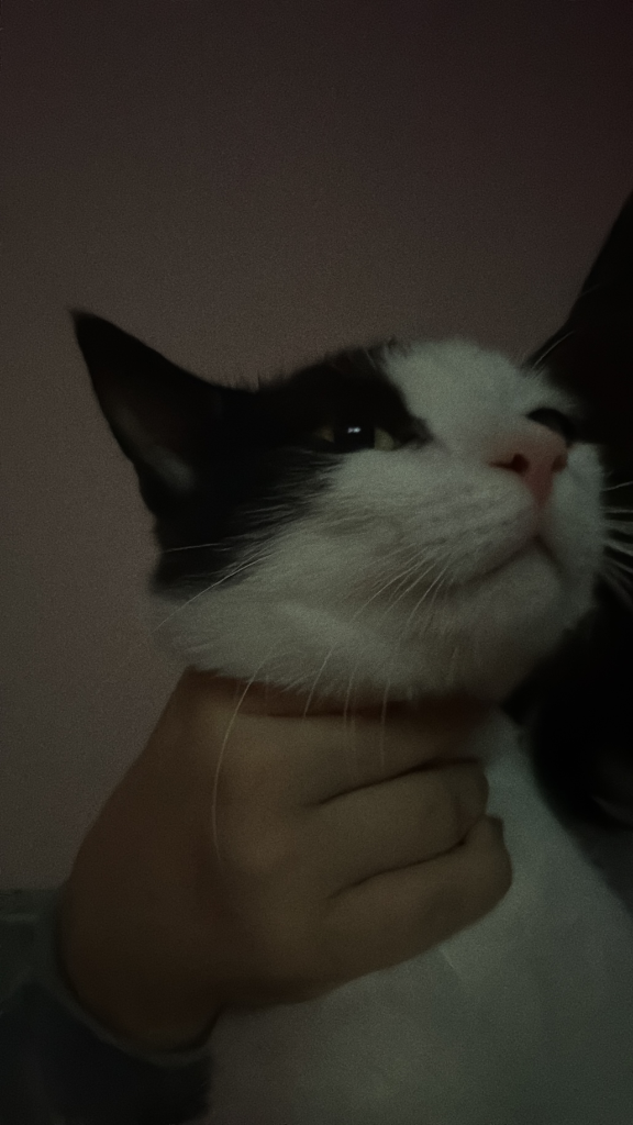 Chat media