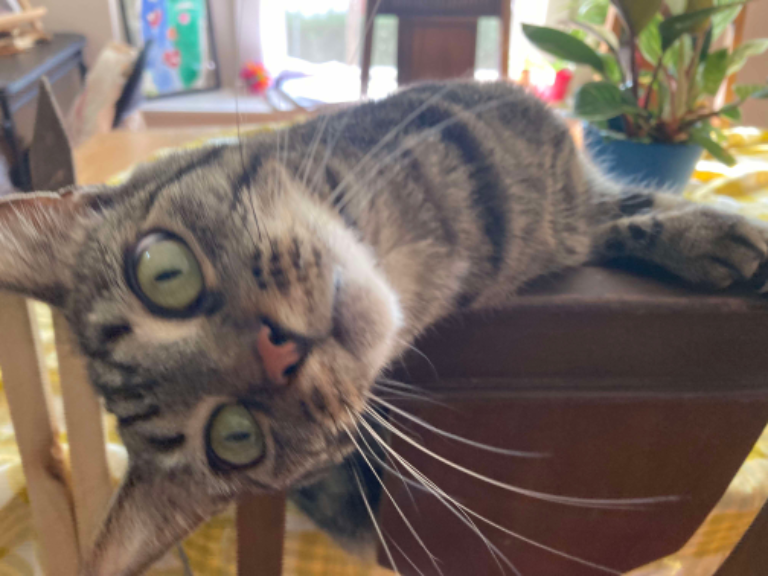 Chat media