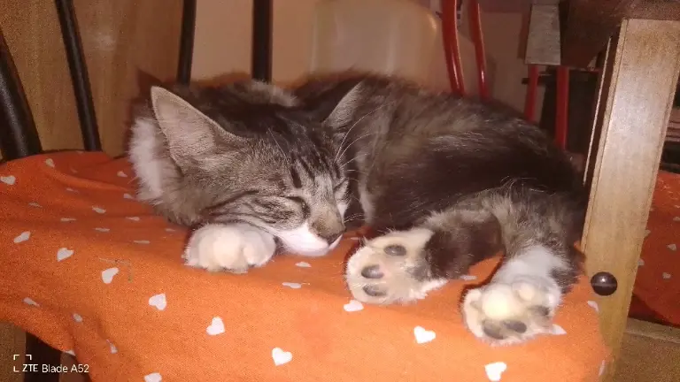 Chat media
