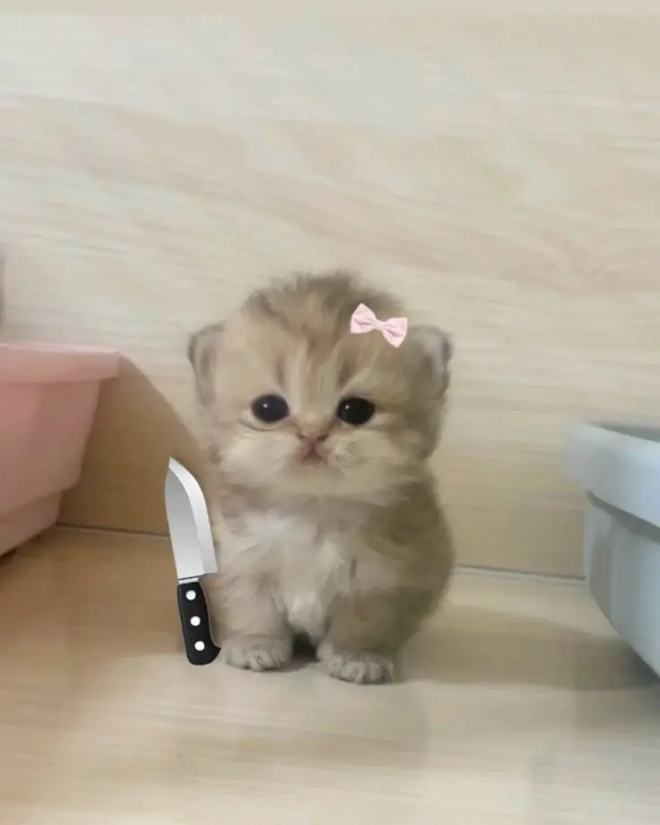 Chat media