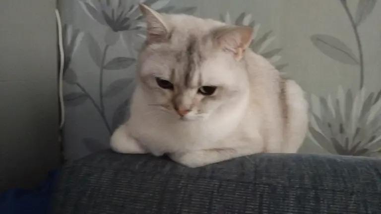 Chat media