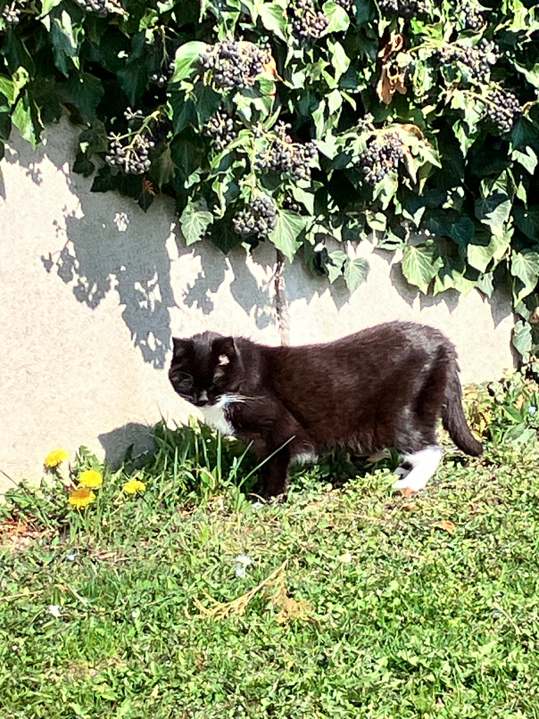Chat media