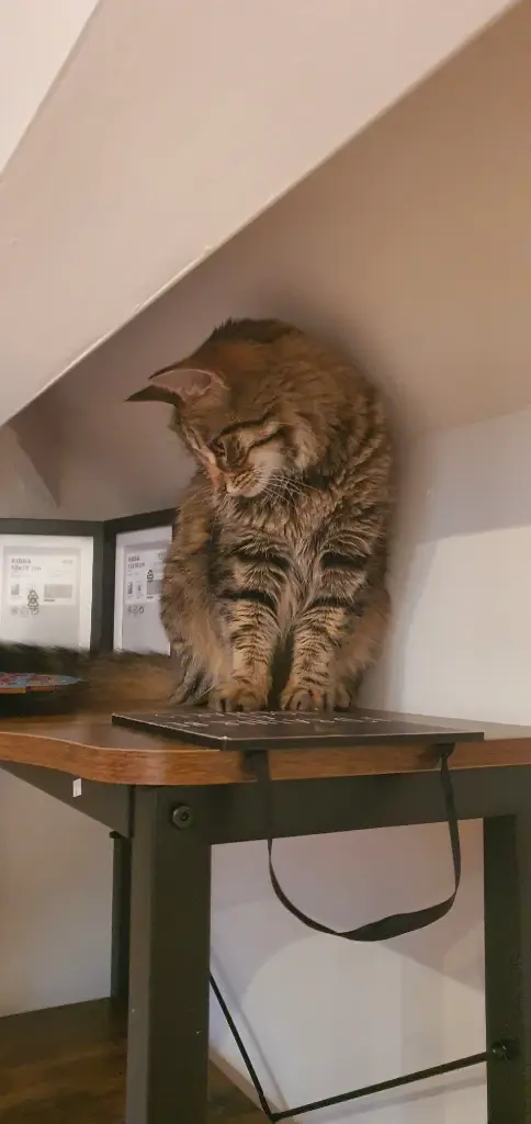 Chat media