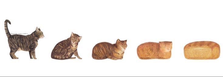 Chat media