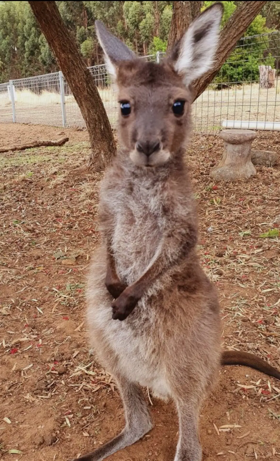 @ Kangaroos 😃