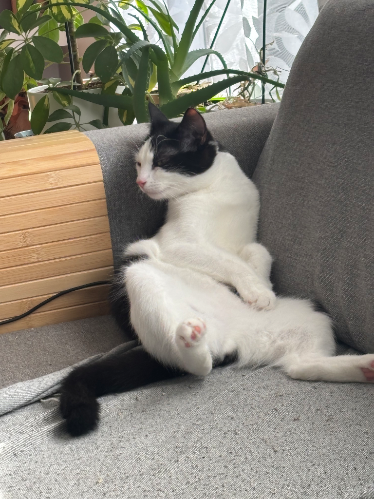 Chat media