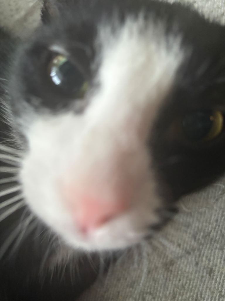 Chat media