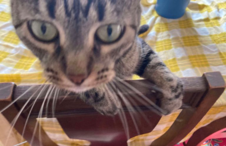 Chat media