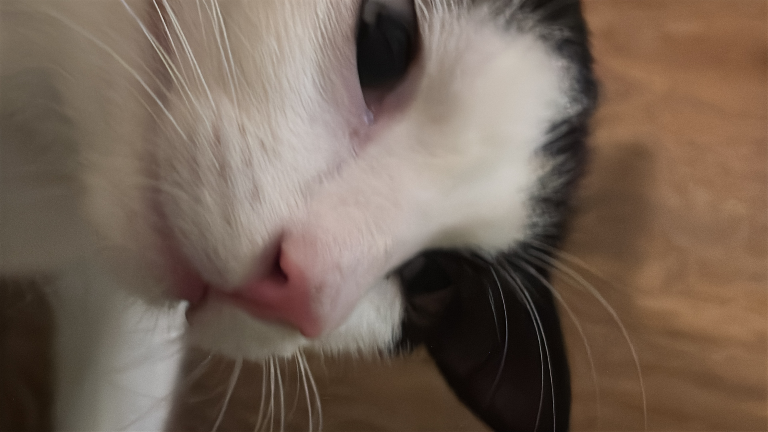 Chat media