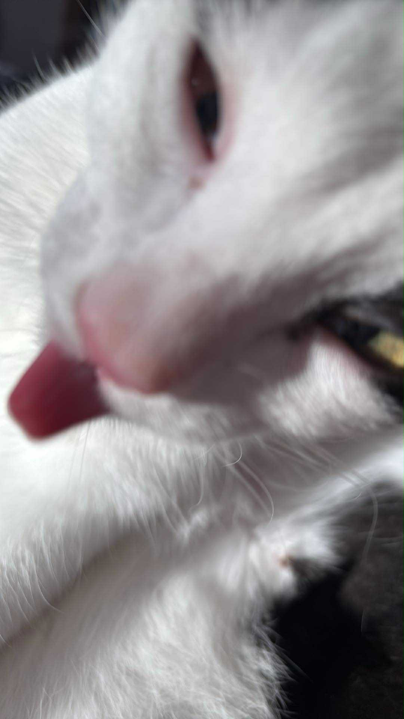 Chat media