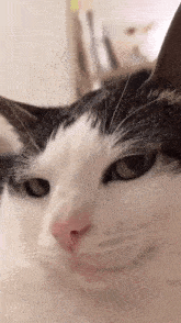 Chat media