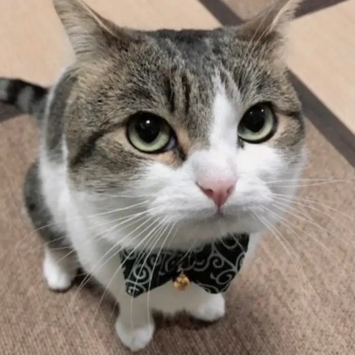 Chat media