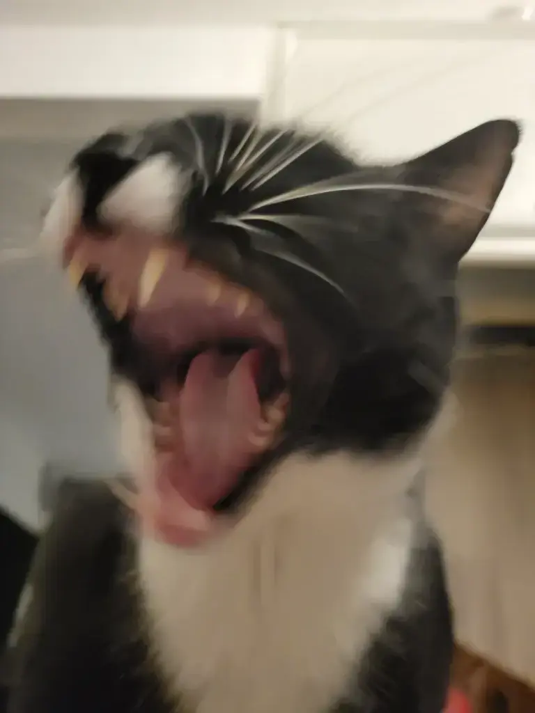 Chat media