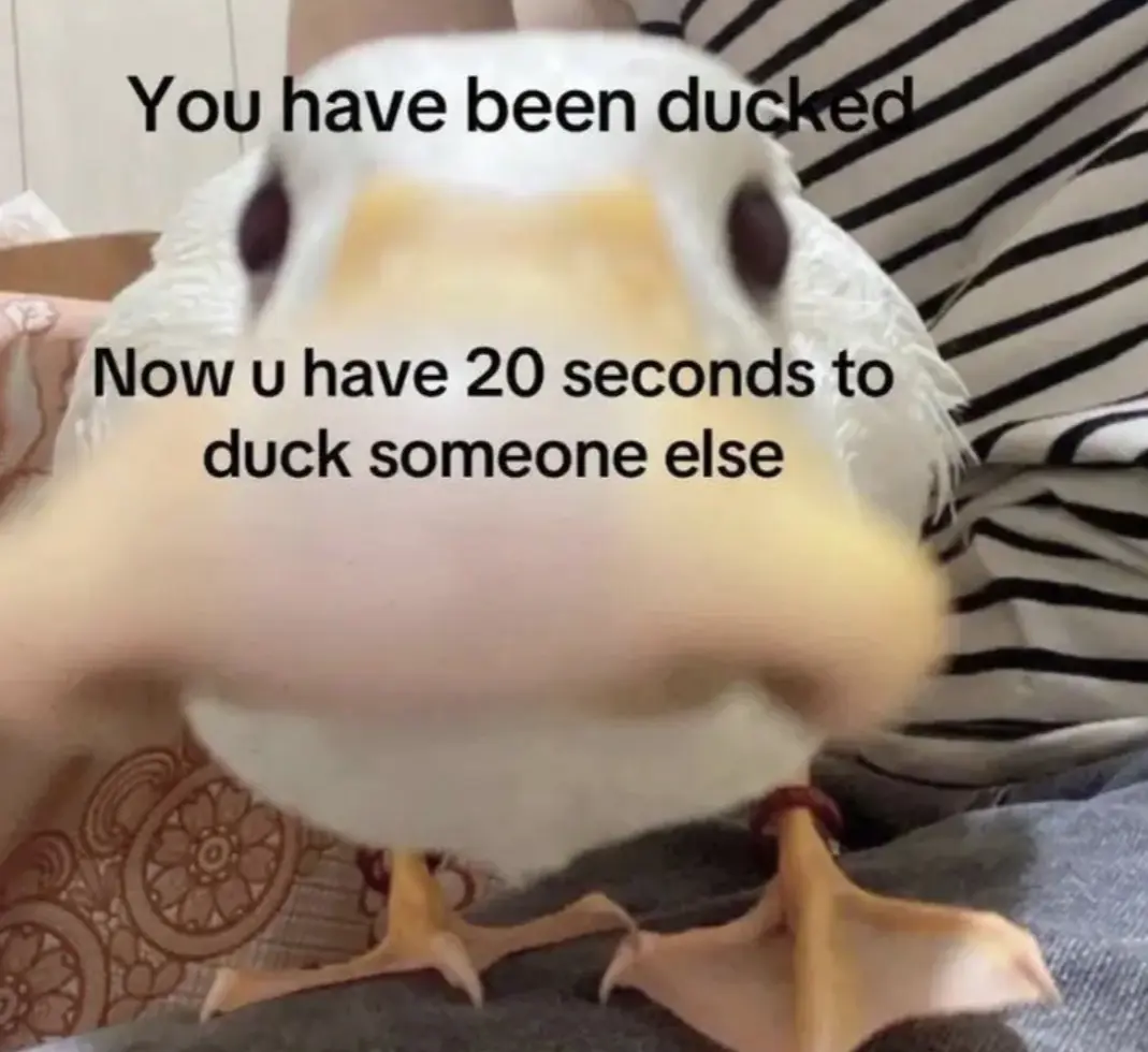 yall have been ducked hehe ALSAUR SPEAKING OF DUCKS GUESS WHOS BACK FROM THEIR (extremely long) BREAK? THE DUCKY FAMILY!! the ducky famiky has come to say hello and you a fantastic morning/day/arvo/night!! they brou…