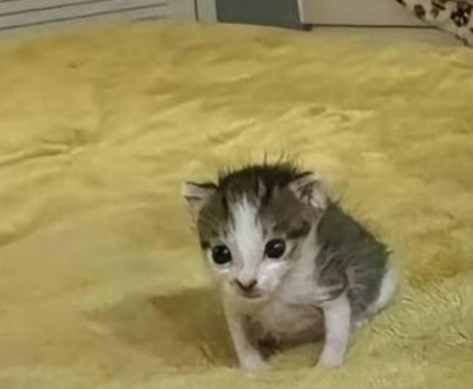 He a little guy💖
