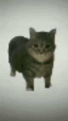 Chat media