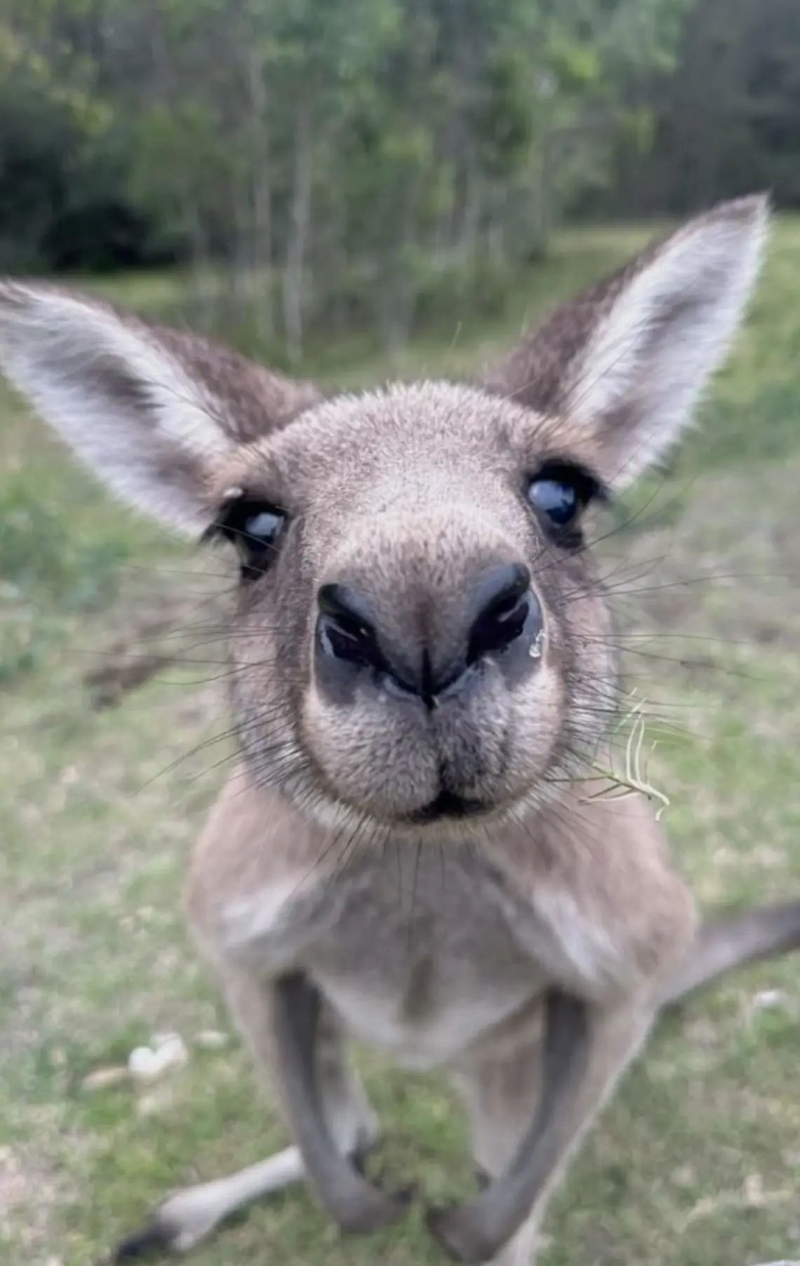 @ Kangaroos 😃