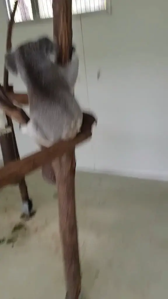 Chat media