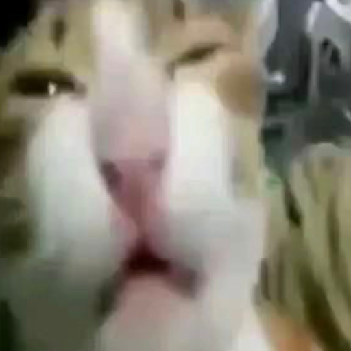 Chat media