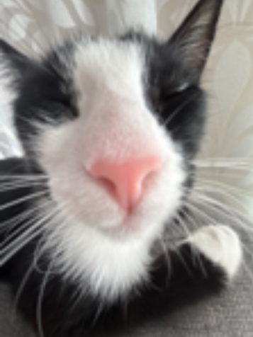 Chat media