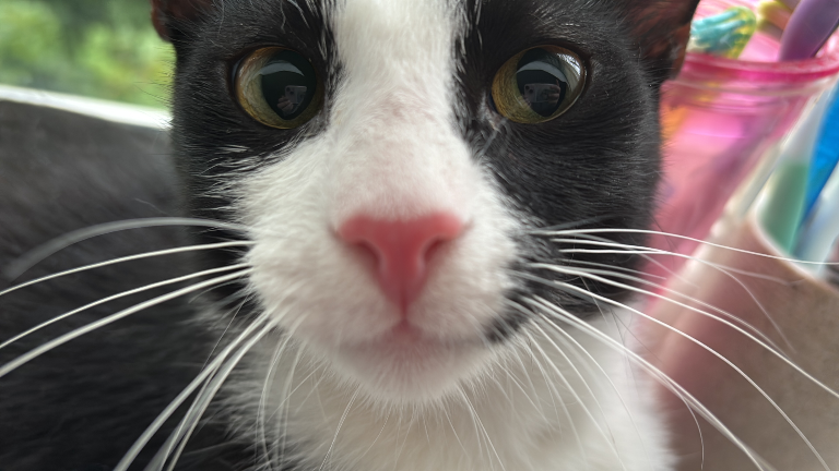 Chat media