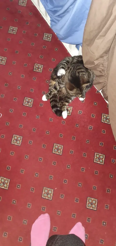 Chat media