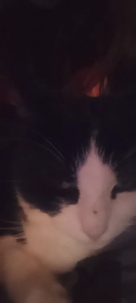 Chat media