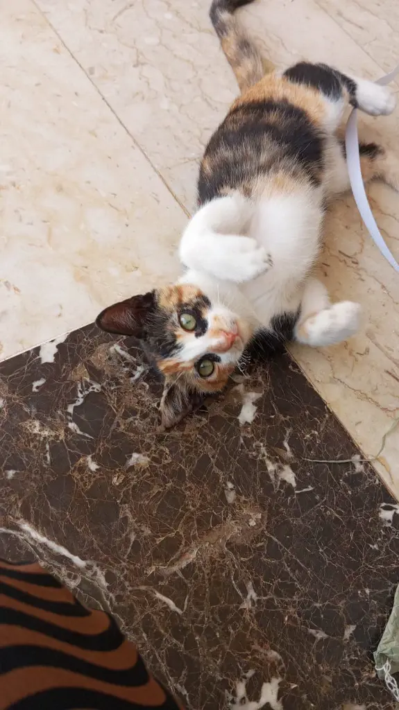 Chat media