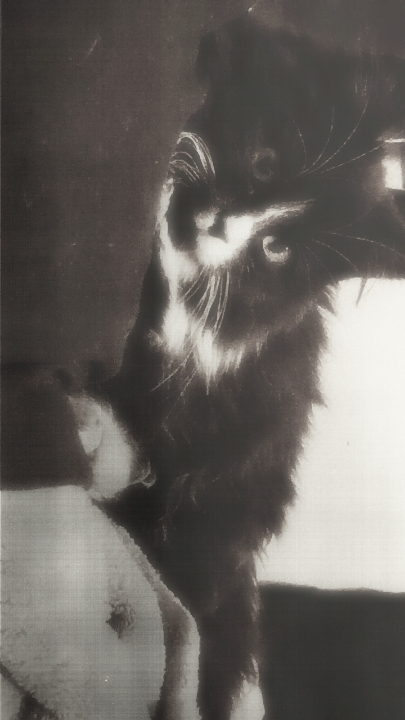 Chat media