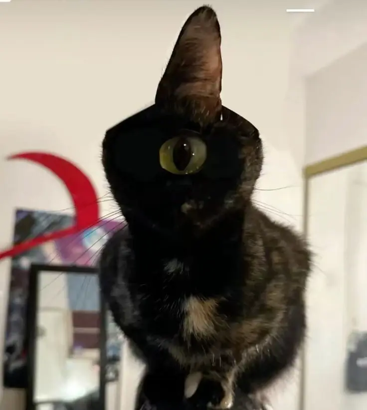 Chat media