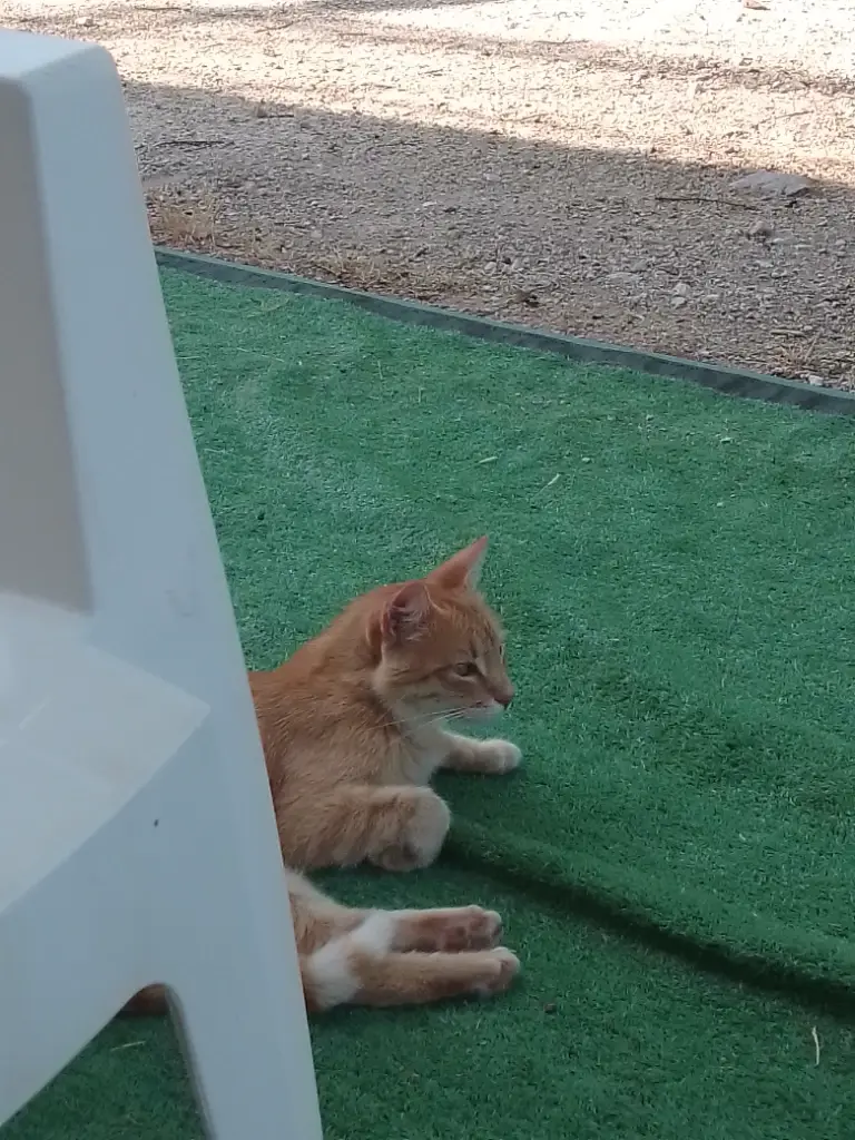 Chat media