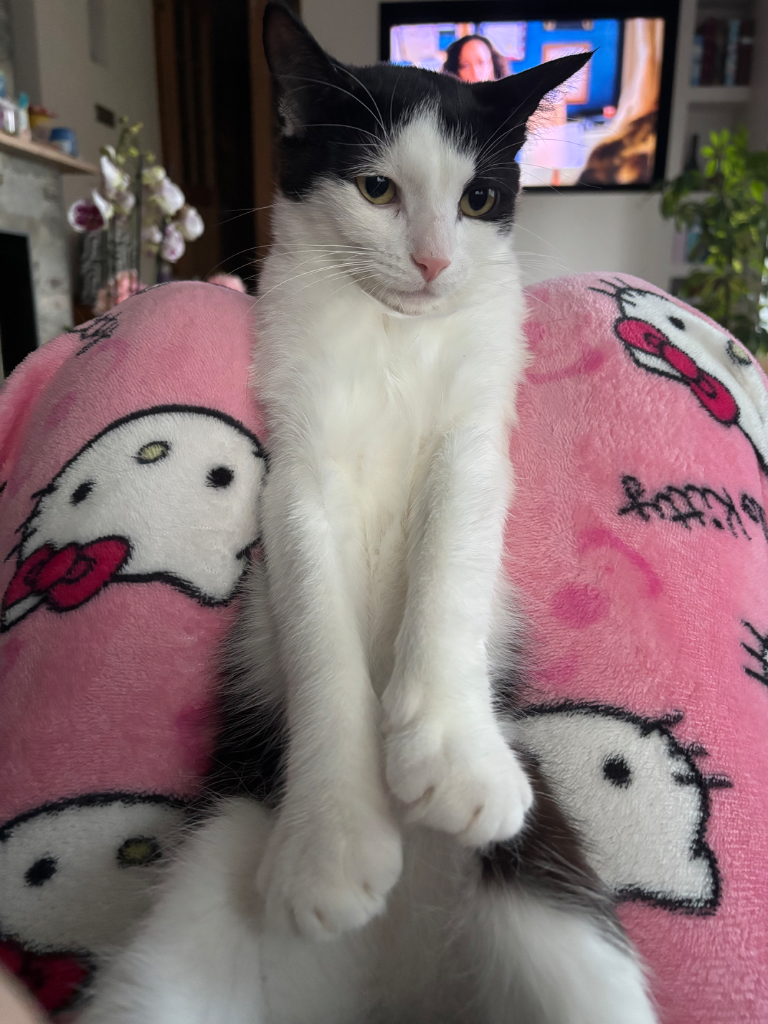 Chat media