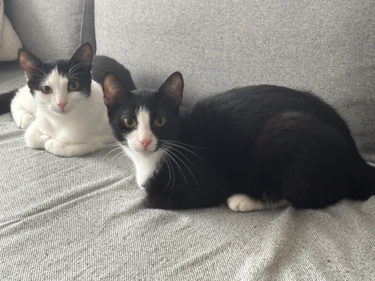 Chat media