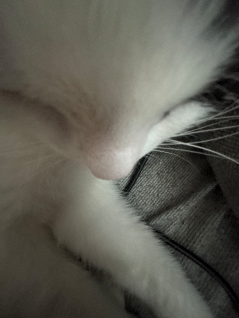 Chat media