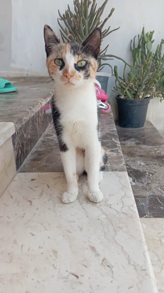 Chat media