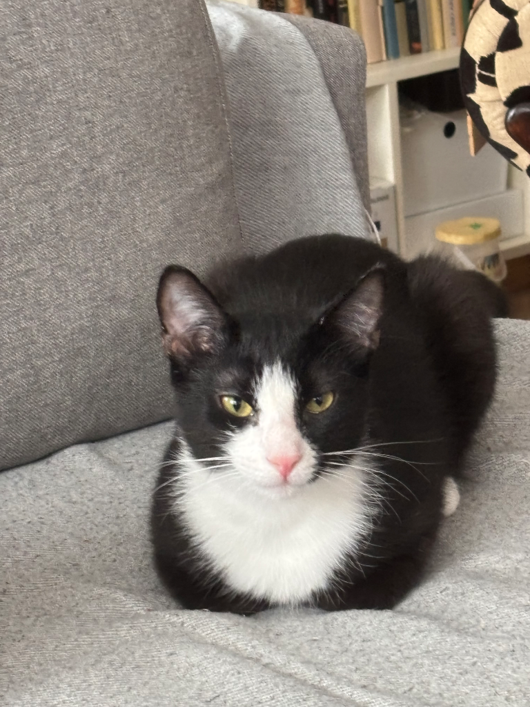 Chat media