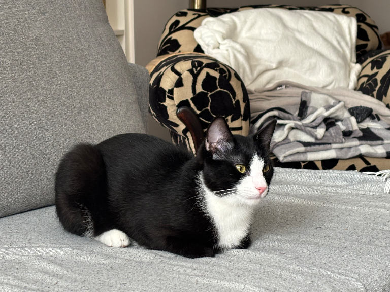 Chat media