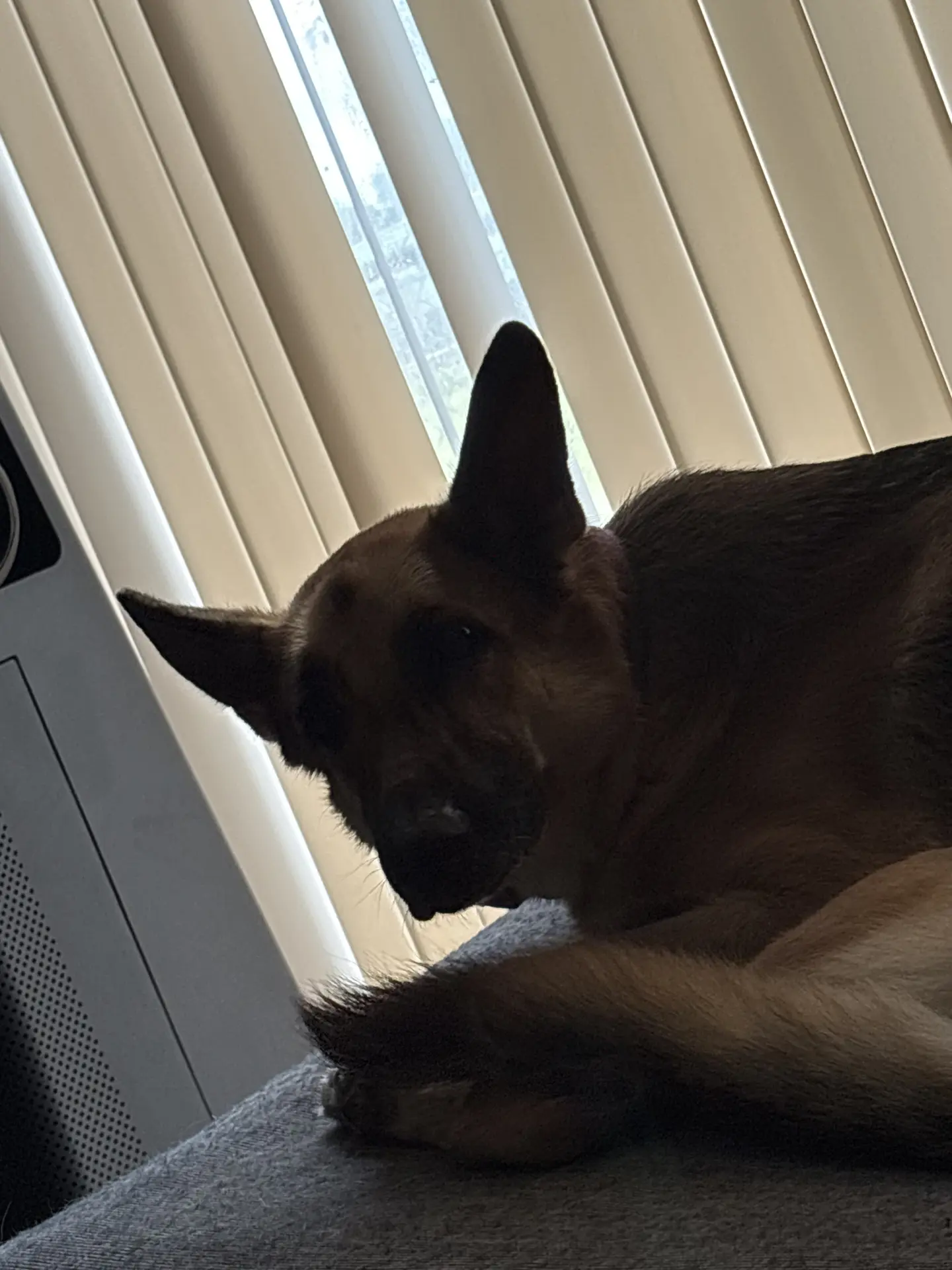 My doggy said hi tans here’s so wallpapers for yall