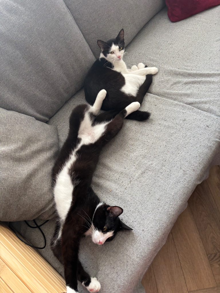 Chat media