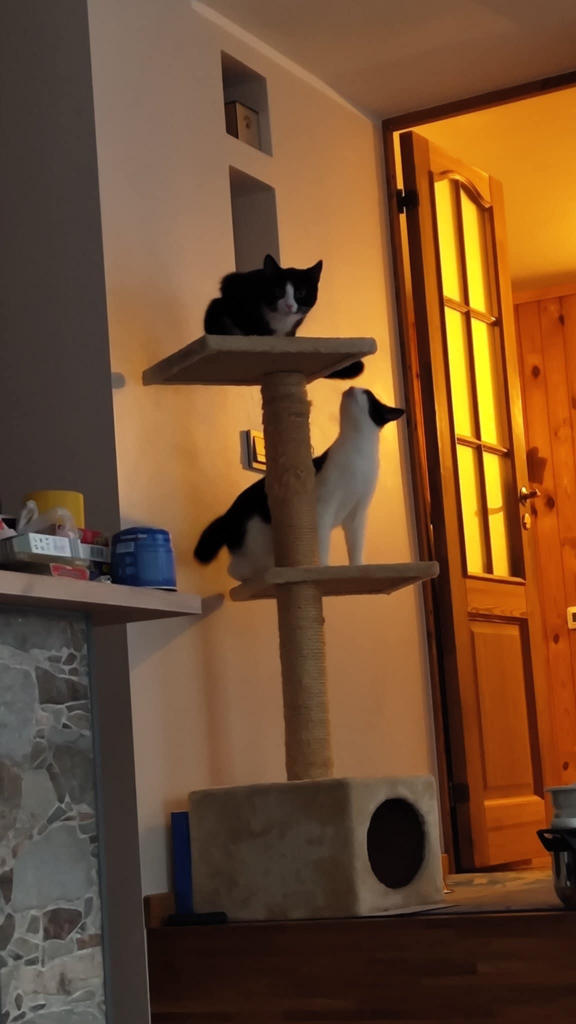 Chat media
