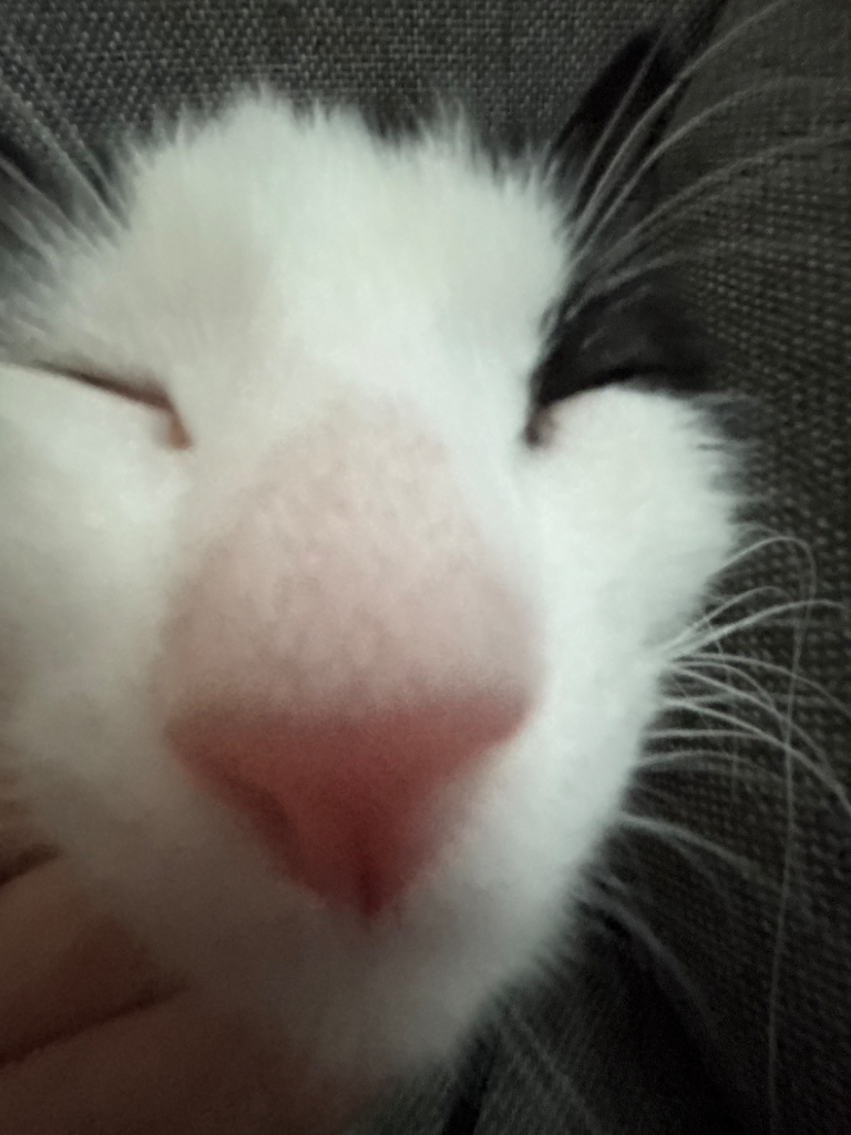 Chat media