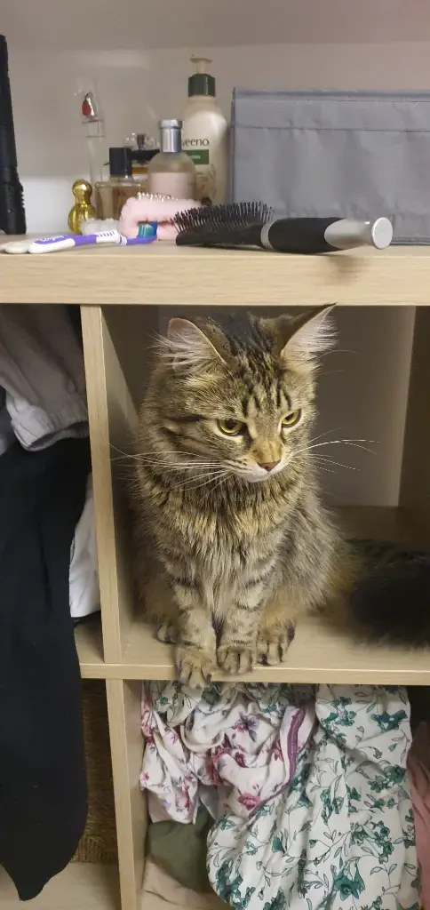 Chat media